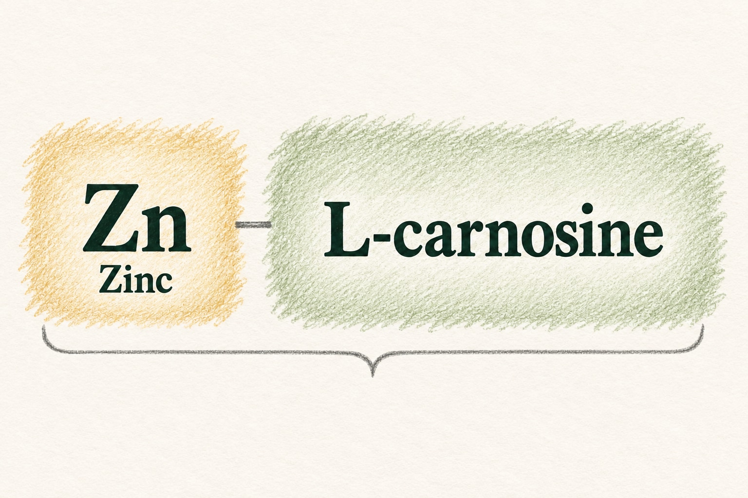 Colored-pencil diagram of zinc bound to L-carnosine in one ingredient complex.